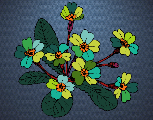 Dibujo Primula pintado por maritza lo