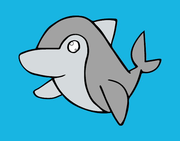 Delfín común