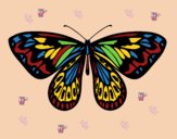 Dibujo Mariposa alexandra pintado por linda423