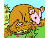 Dibujo Ardilla possum pintado por kiomi 