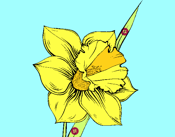 Dibujo Flor de narciso pintado por kiomi 