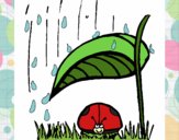 Mariquita protegida de la lluvia