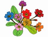 Dibujo Primula pintado por cristhyna