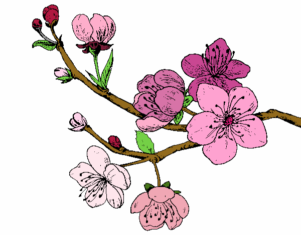 Dibujo Rama de cerezo pintado por carsuria