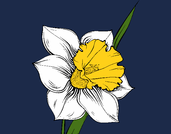 Dibujo Flor de narciso pintado por linda423