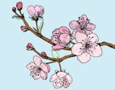 Dibujo Rama de cerezo pintado por majogarza
