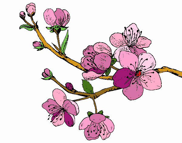 Dibujo Rama de cerezo pintado por Chumen