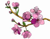 Dibujo Rama de cerezo pintado por Chumen