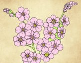 Dibujo Flor de cerezo pintado por estrellado