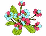 Dibujo Primula pintado por oprah