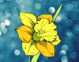Dibujo Flor de narciso pintado por estrellado