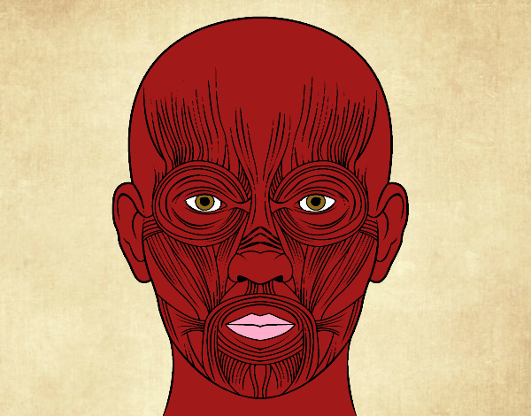 Dibujo Músculos de la cara pintado por DeathLex