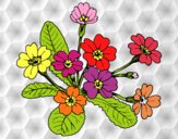 Dibujo Primula pintado por estrellado