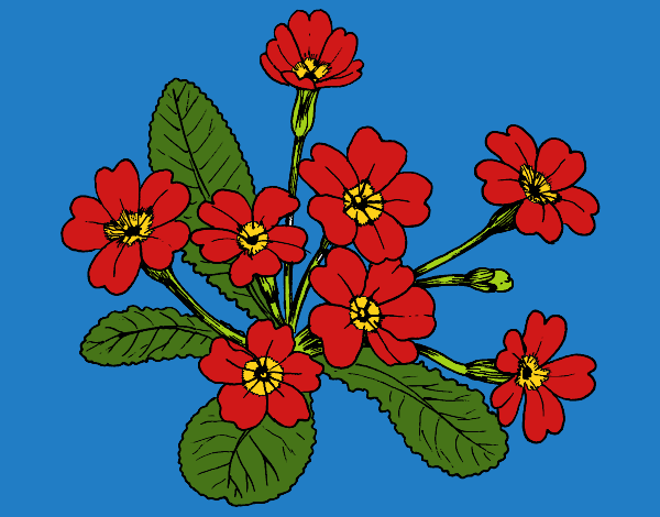 Dibujo Primula pintado por neguencho