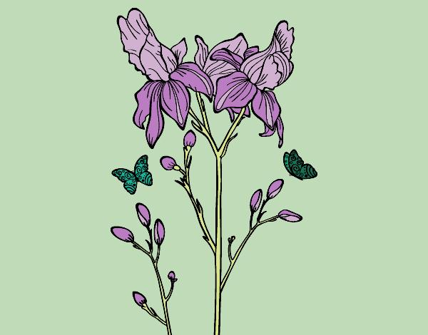 Dibujo Flor de Iris pintado por diorjailis