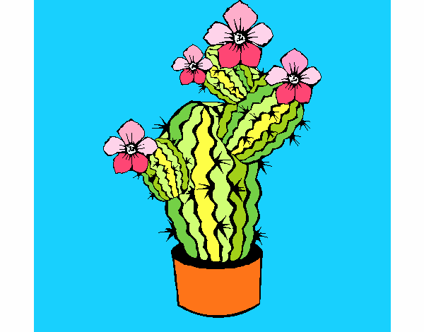Cactus mágico