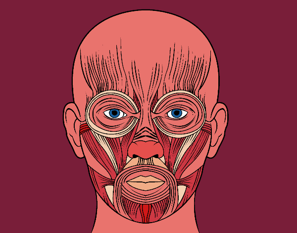 Dibujo Músculos de la cara pintado por luis95