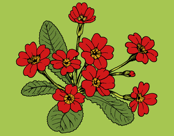 Dibujo Primula pintado por diorjailis