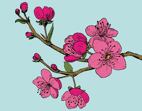 Dibujo Rama de cerezo pintado por diorjailis