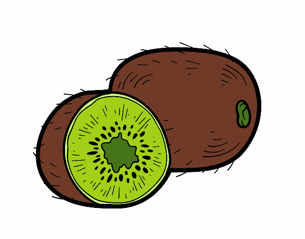 Dibujos De Kiwi - El dibujo del pájaro kiwi de Nueva Zelanda, pájaro