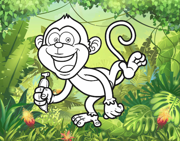 Mono capuchino