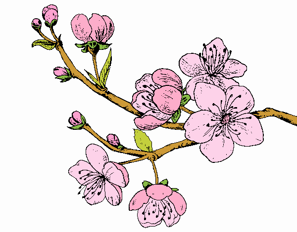 Dibujo Rama de cerezo pintado por Pillina