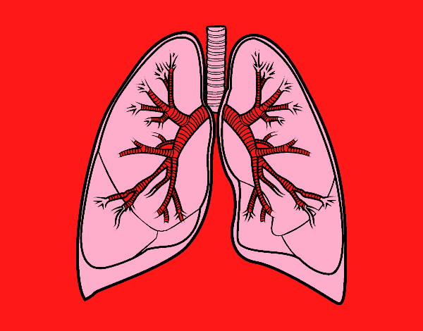 Dibujo Pulmones y bronquios pintado por joseureba