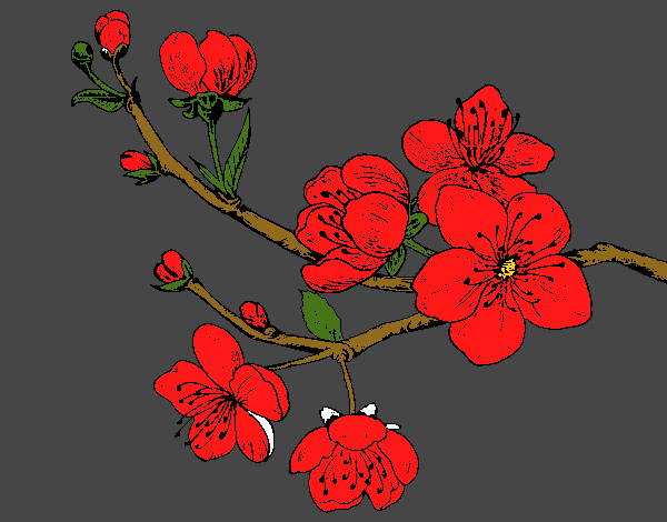 Dibujo Rama de cerezo pintado por neguencho