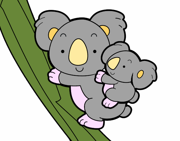 Madre koala