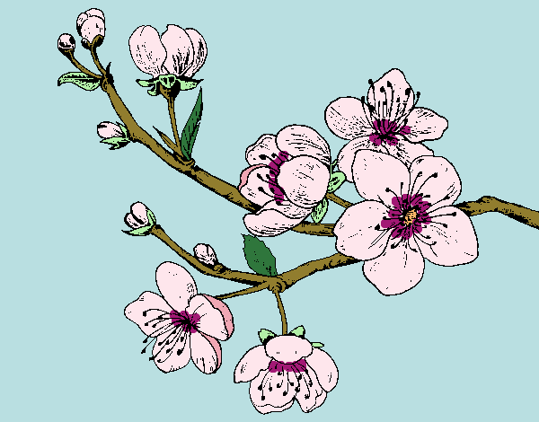 Dibujo Rama de cerezo pintado por blanca