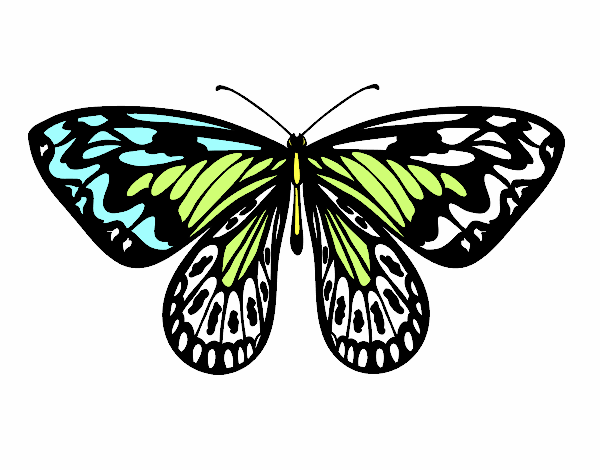 Dibujo Mariposa alexandra pintado por soyluna
