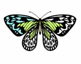 Dibujo Mariposa alexandra pintado por soyluna
