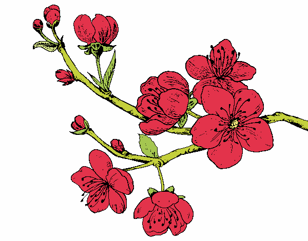 Dibujo Rama de cerezo pintado por Evelyn16