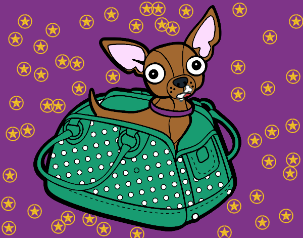 Chihuahua de viaje