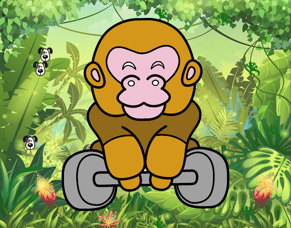 el mono lebantador de pesas