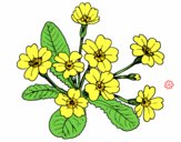 Dibujo Primula pintado por celiz 