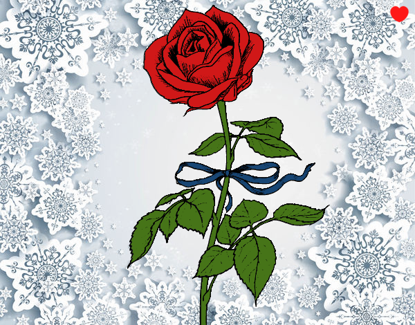rosa de nieve