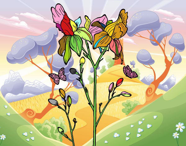 Dibujo Flor de Iris pintado por matimanent