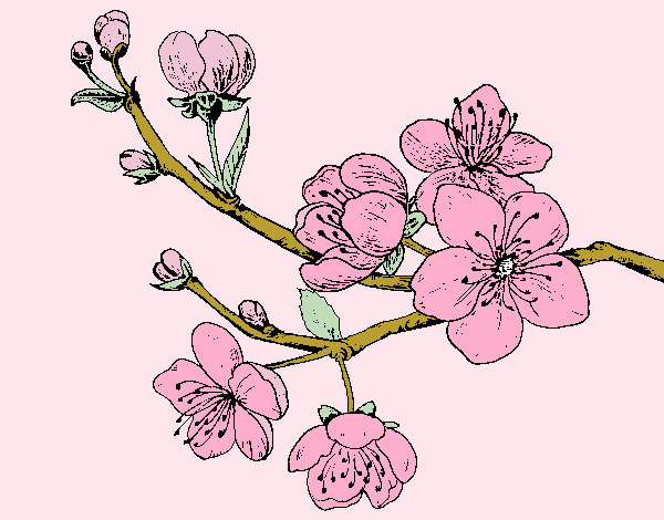Dibujo Rama de cerezo pintado por sherlyn21