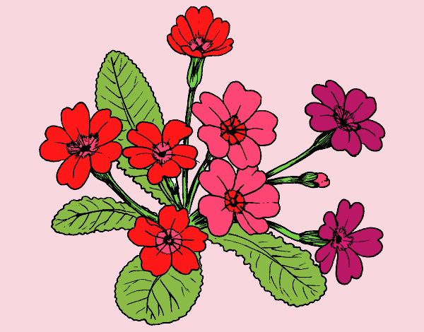 Dibujo Primula pintado por esthefani2