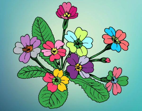Dibujo Primula pintado por fakita