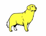 Dibujo Perro Golden retriever pintado por soalyimar0