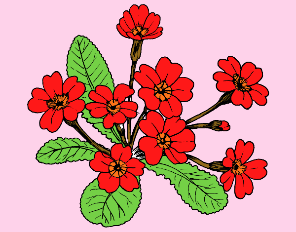 Dibujo Primula pintado por carmennona
