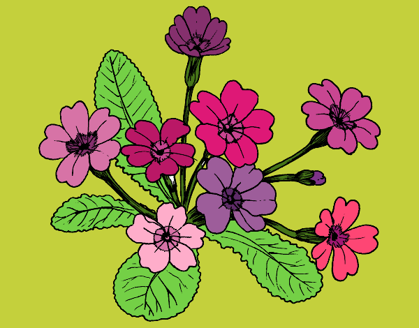 Dibujo Primula pintado por olgablanco
