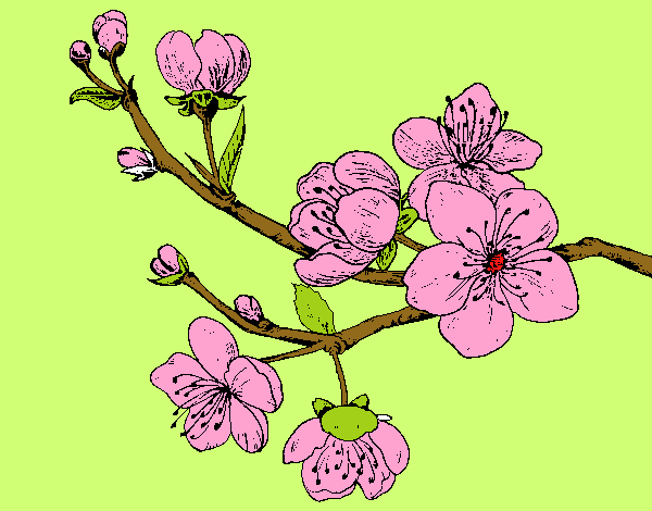 Dibujo Rama de cerezo pintado por carmennona