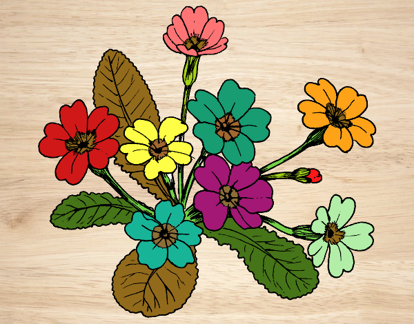 Dibujo Primula pintado por nenita5