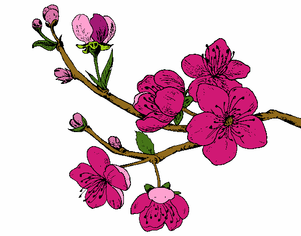 Dibujo Rama de cerezo pintado por nenita5