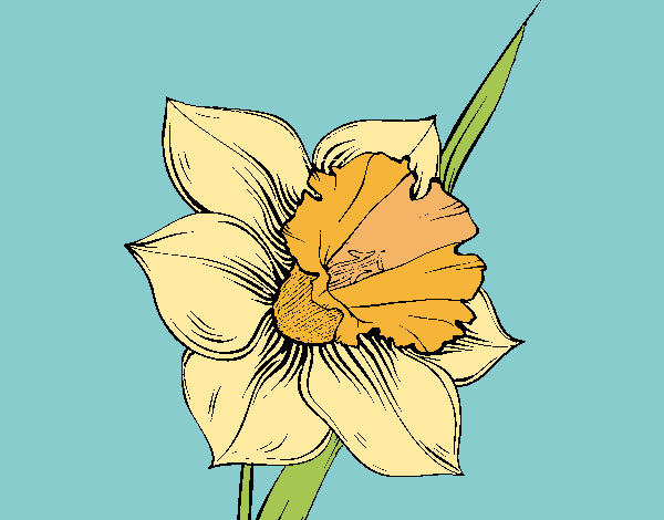Dibujo Flor de narciso pintado por evaglam