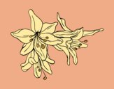 Dibujo Flores de lilium pintado por evaglam