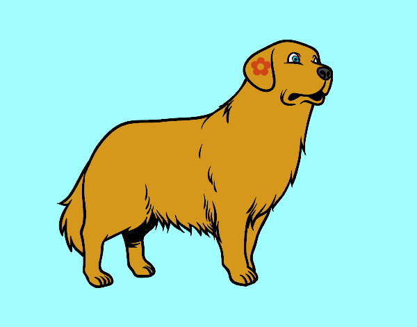 Dibujo Perro Golden retriever pintado por dandanhooo